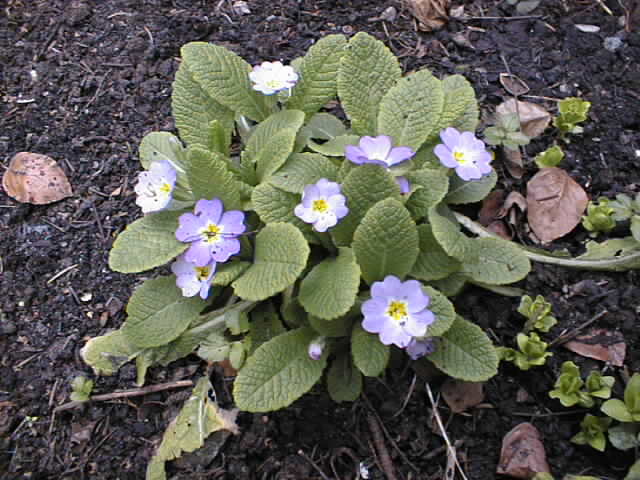 überall im Garten